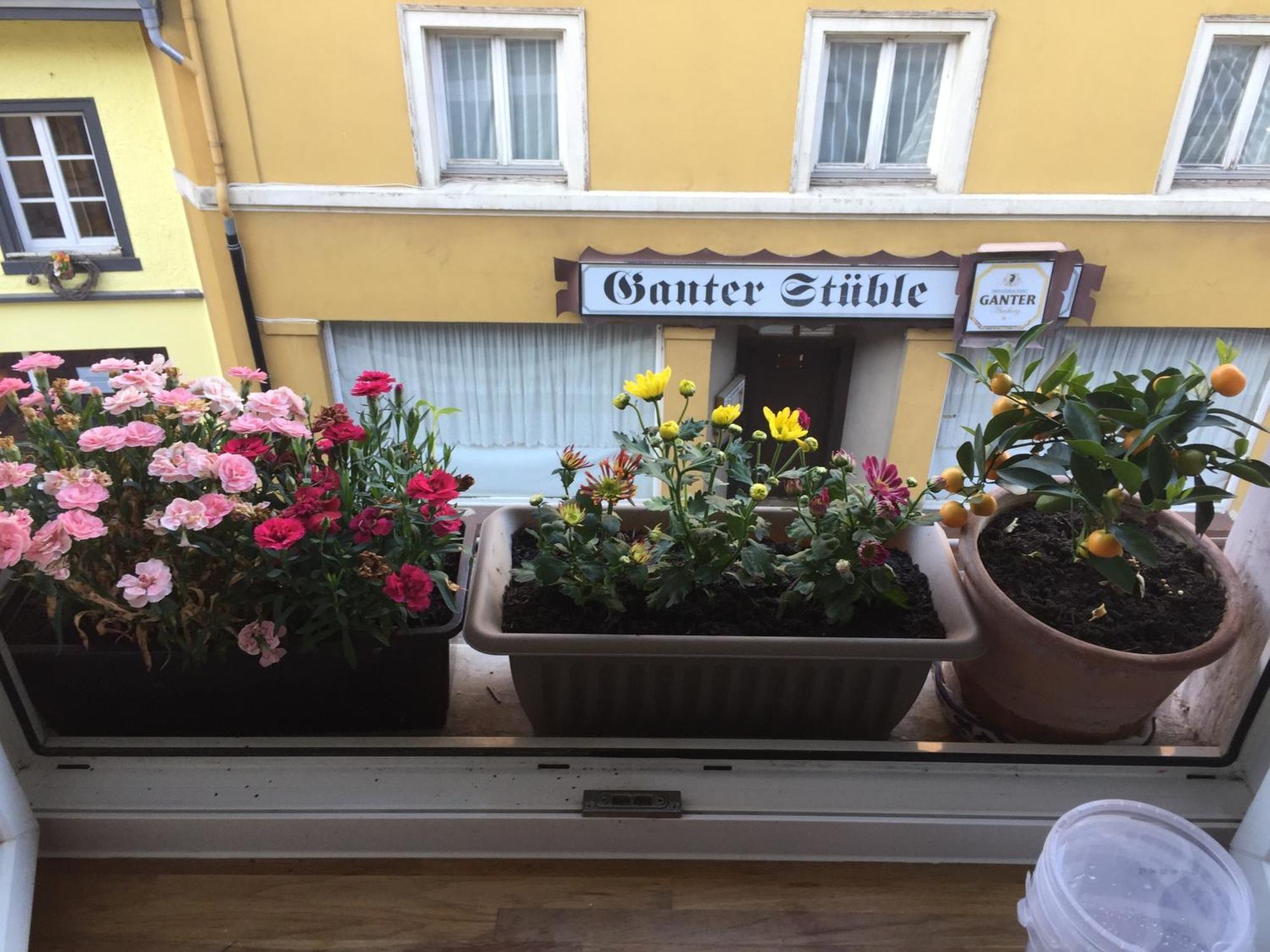 Homestay Waldshut-Tiengen Exterior photo